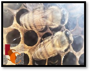 Amenazan a las abejas y producción de miel en Campeche; la sequía y agroquímicos.